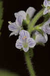 Common gypsyweed